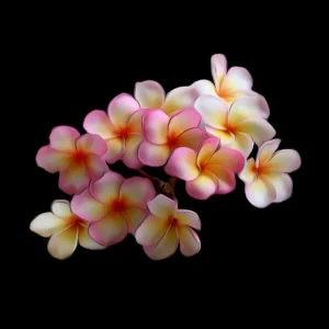 Plumeria