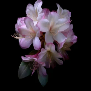 Rhododendron Bloom