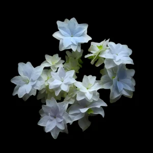 Blooms At Night
